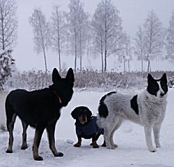 Sn, kallt vinter och 3 vackra hundar